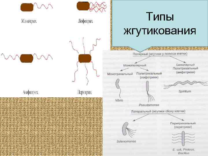   Типы жгутикования 