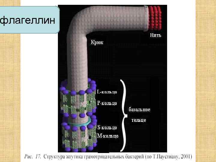 флагеллин 
