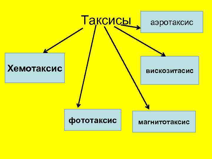     Таксисы  аэротаксис Хемотаксис   вискозитасис   фототаксис