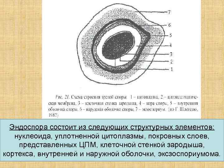  Эндоспора состоит из следующих структурных элементов: нуклеоида, уплотненной цитоплазмы, покровных слоев, представленных ЦПМ,