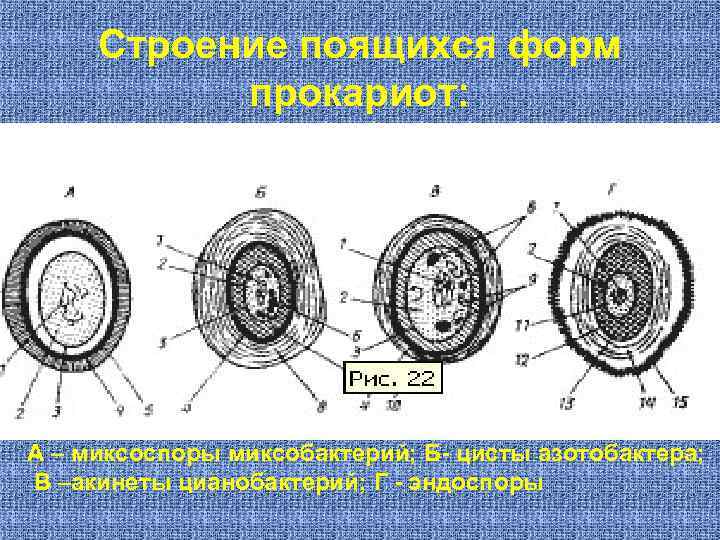  Строение поящихся форм  прокариот: А – миксоспоры миксобактерий; Б- цисты азотобактера; В