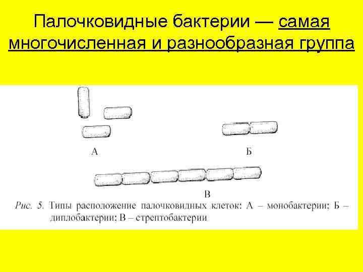  Палочковидные бактерии — самая многочисленная и разнообразная группа 