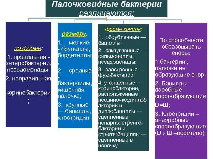    Палочковидные бактерии    различаются:     