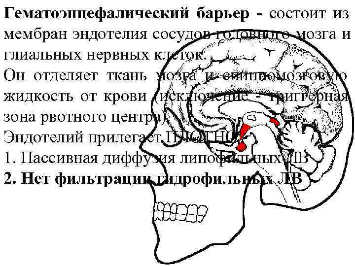 Гематоэнцефалический барьер - состоит из    мембран эндотелия сосудов головного мозга и