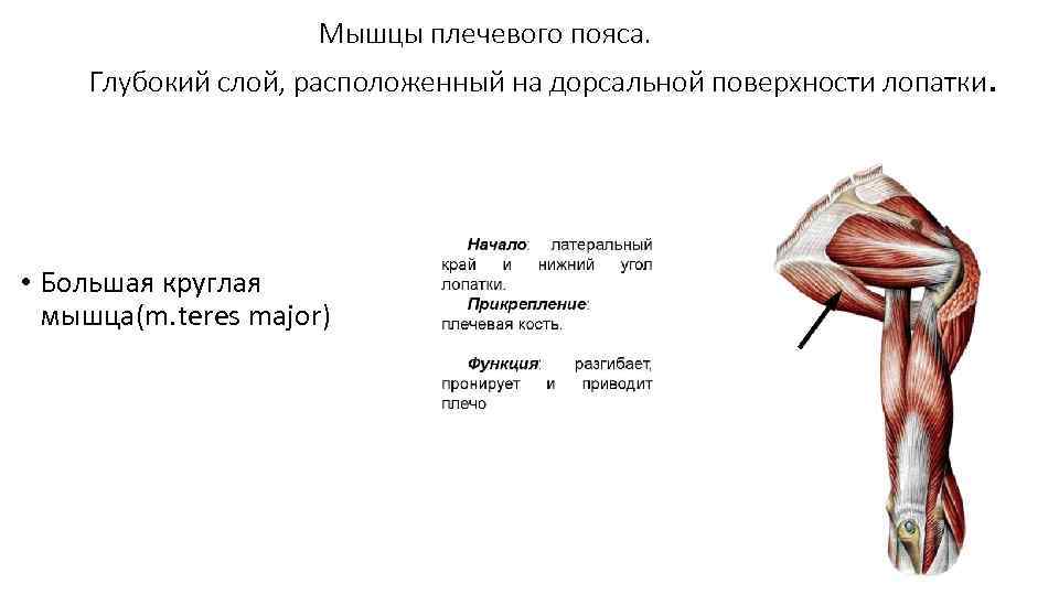      Мышцы плечевого пояса. Глубокий слой, расположенный на дорсальной поверхности