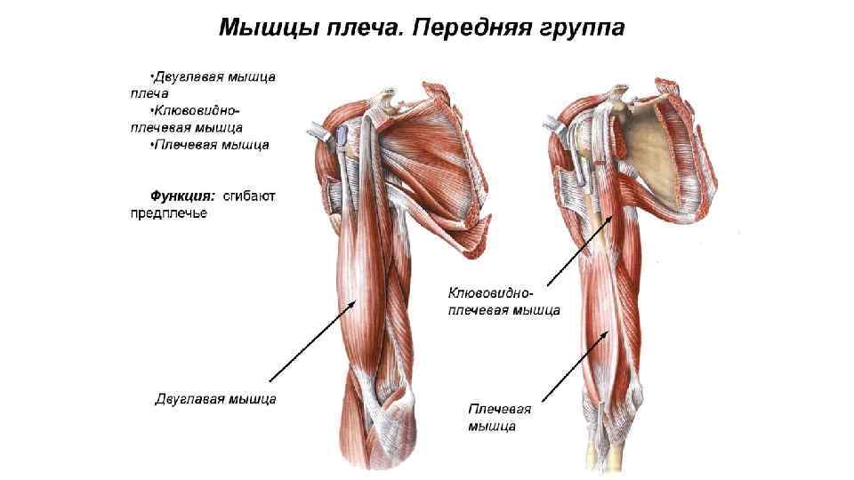 Мышцы свободной верхней конечности. Мышцы плеча. Передняя группа. 
