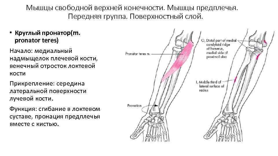 Мышцы предплечья передняя группа глубокий слой. Круглый пронатор предплечья функции. Круглый пронатор мышца предплечья. Пронатор Терес мышца. Круглый пронатор начало и прикрепление.