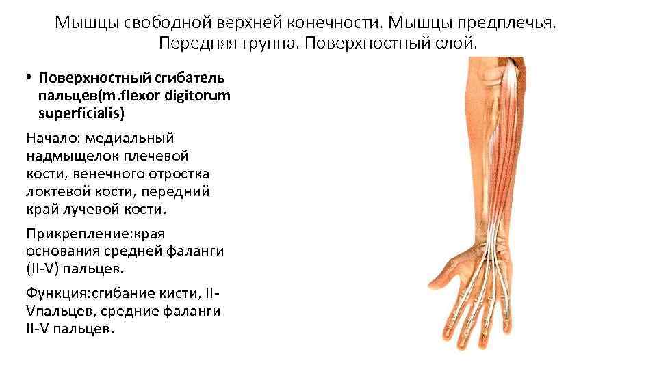   Мышцы свободной верхней конечности. Мышцы предплечья.    Передняя группа. Поверхностный
