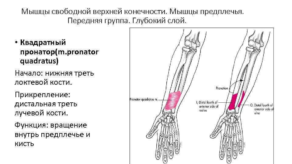  Мышцы свободной верхней конечности. Мышцы предплечья.   Передняя группа. Глубокий слой. 