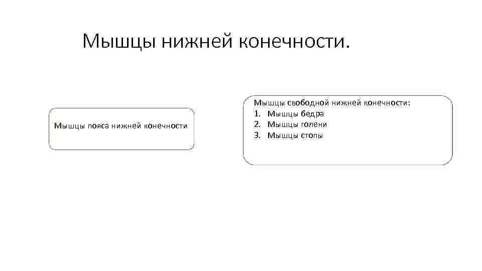  Мышцы нижней конечности.      Мышцы свободной нижней конечности: 