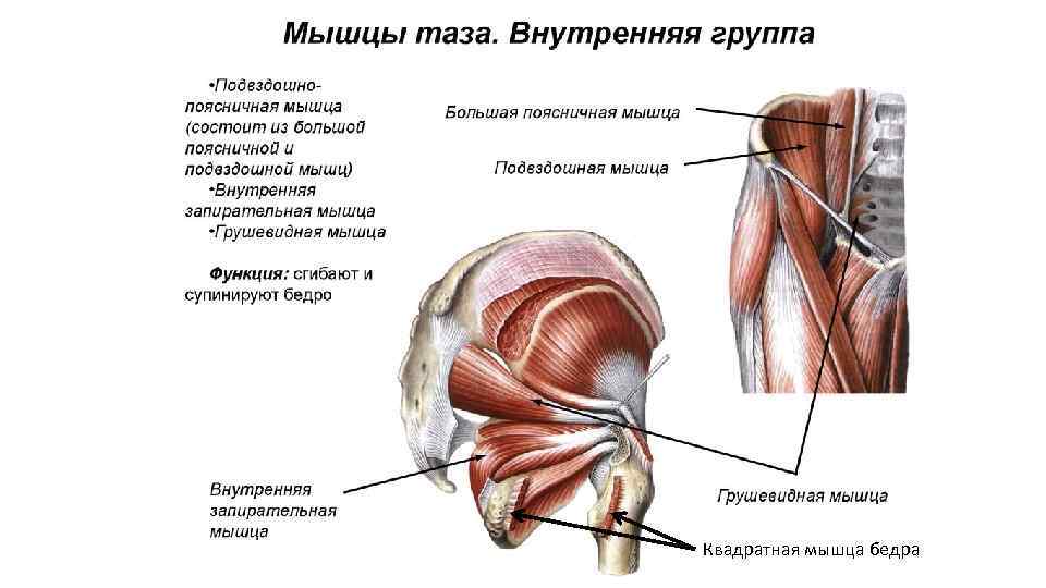 Квадратная мышца бедра 