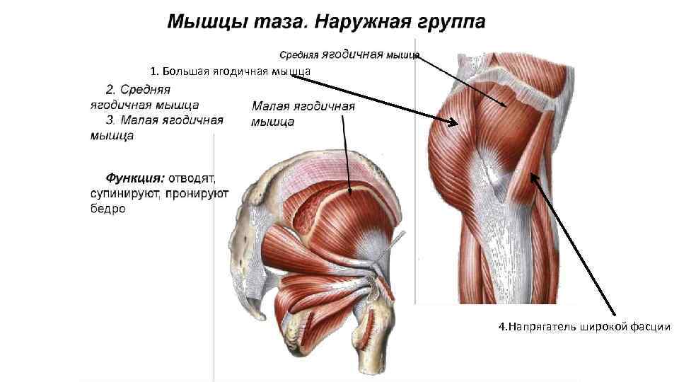 Мышца напрягатель широкой фасции