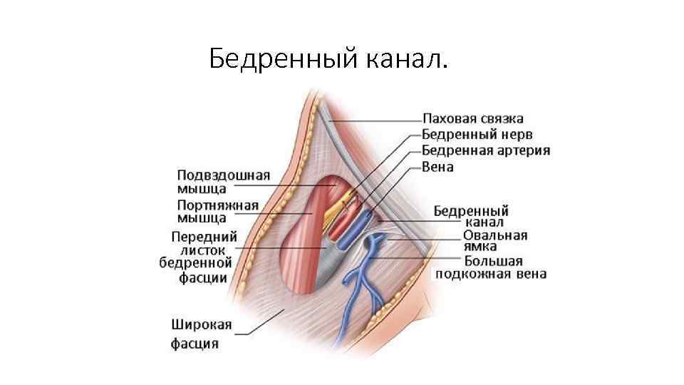 Бедренный канал. 