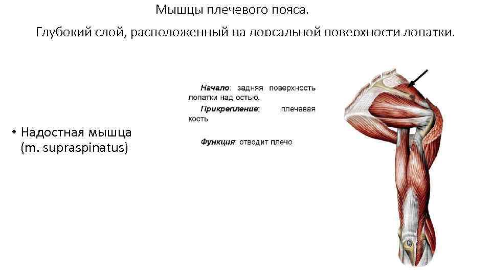     Мышцы плечевого пояса. Глубокий слой, расположенный на дорсальной поверхности лопатки.