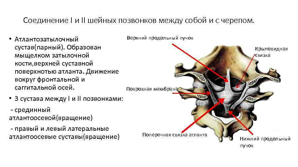   Соединение I и II шейных позвонков между собой и с черепом. 
