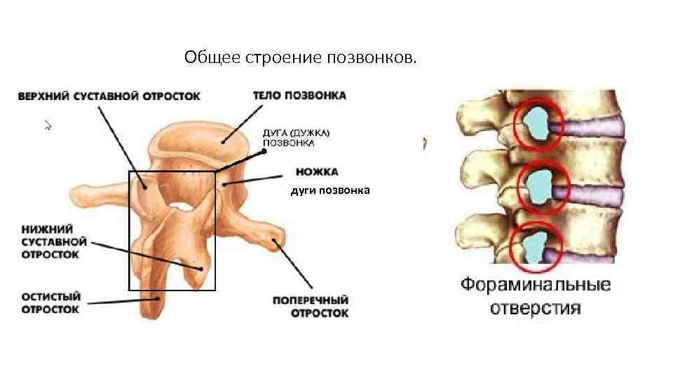 Общее строение позвонков.   дуги позвонка 