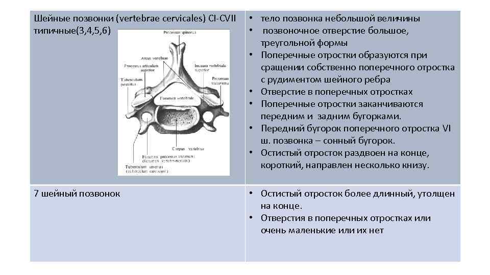 Шейные позвонки (vertebrae cervicales) CI-CVII  • тело позвонка небольшой величины типичные(3, 4, 5,