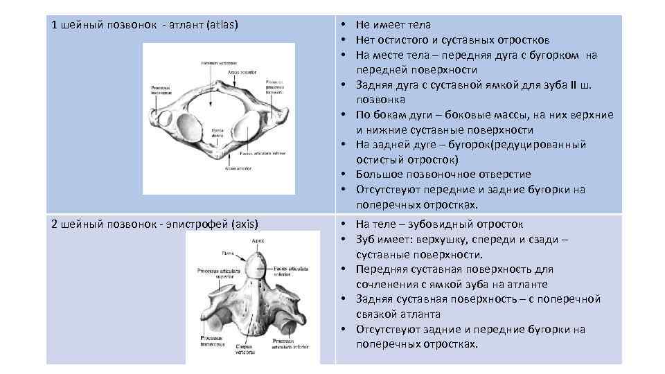 1 шейный позвонок - атлант (atlas)  • Не имеет тела   