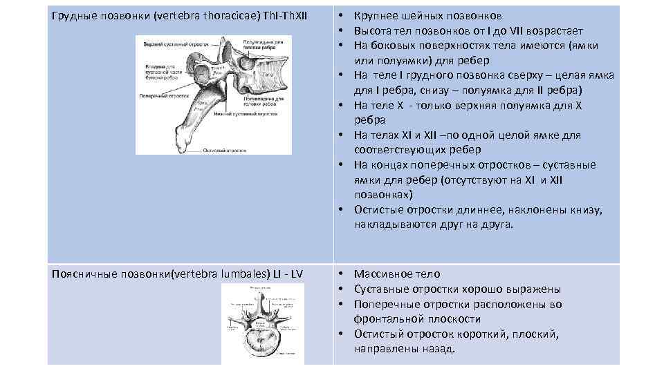 Грудные позвонки (vertebra thoracicae) Th. I-Th. XII  • Крупнее шейных позвонков  