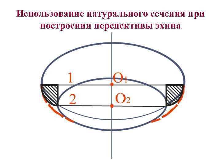 Использование натурального сечения при построении перспективы эхина 