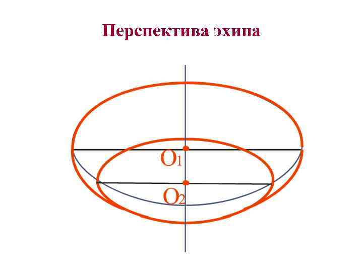 Перспектива эхина 