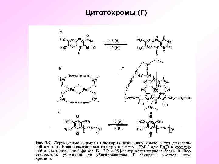 Цитотохромы (Г) 