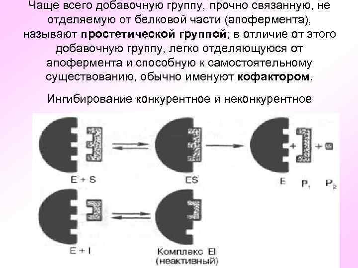 Чаще всего добавочную группу, прочно связанную, не отделяемую от белковой части (апофермента), называют простетической