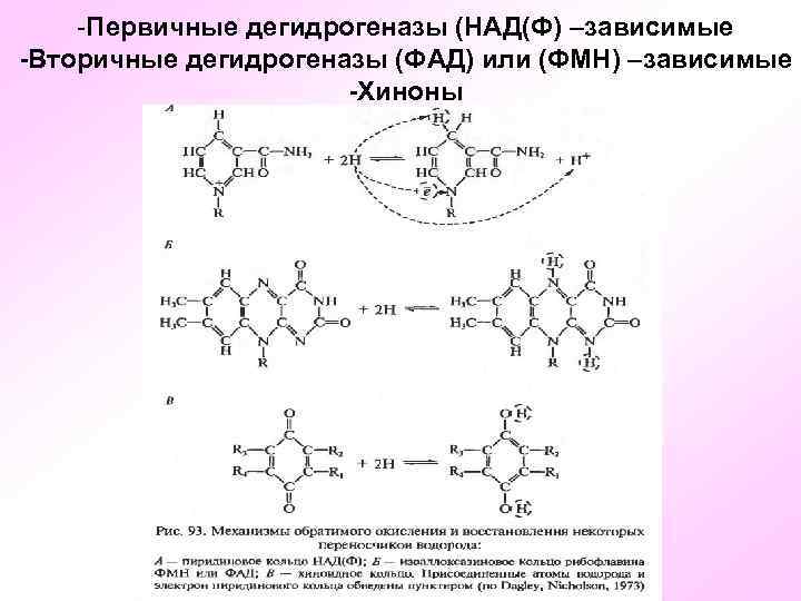 -Первичные дегидрогеназы (НАД(Ф) –зависимые -Вторичные дегидрогеназы (ФАД) или (ФМН) –зависимые -Хиноны 