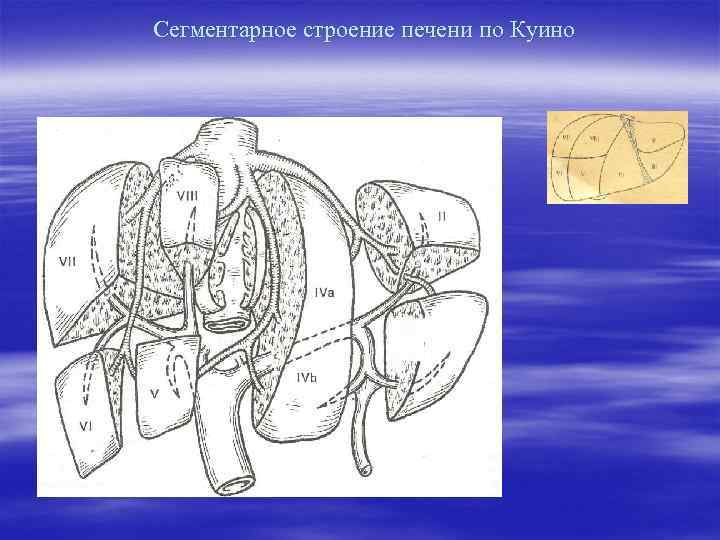 Сегментарное строение печени по Куино 