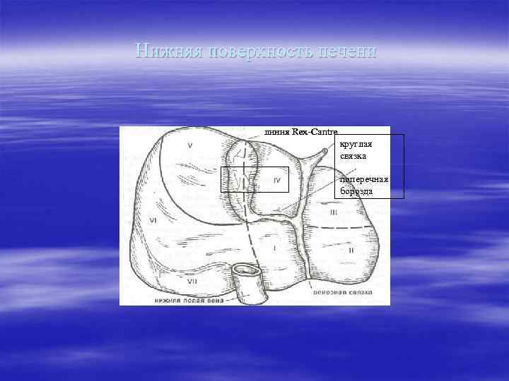 Нижняя поверхность печени    линия Rex-Cantre      