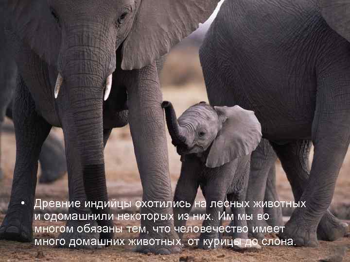  • Древние индийцы охотились на лесных животных  и одомашнили некоторых из них.