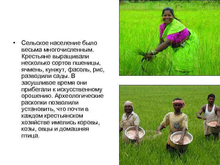  • Сельское население было  весьма многочисленным.  Крестьяне выращивали  несколько сортов