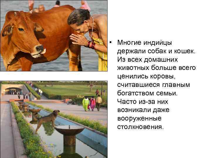  • Многие индийцы  держали собак и кошек.  Из всех домашних 
