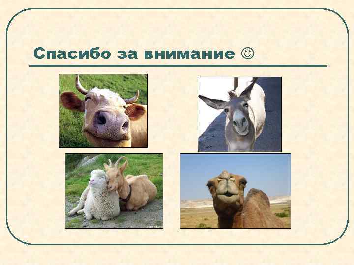 Спасибо за внимание  