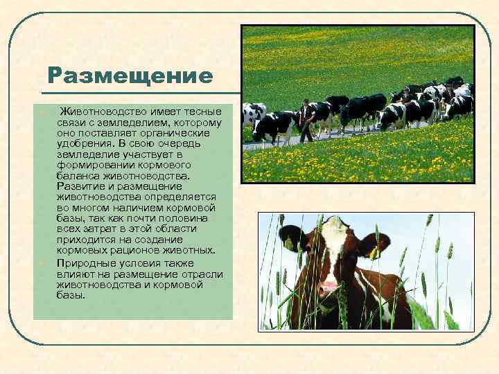 Какие направления имеет скотоводство 3. Размещение животноводства. Значение отрасли скотоводства. Перспективы животноводства.