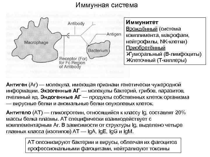 Иммунная карта 24