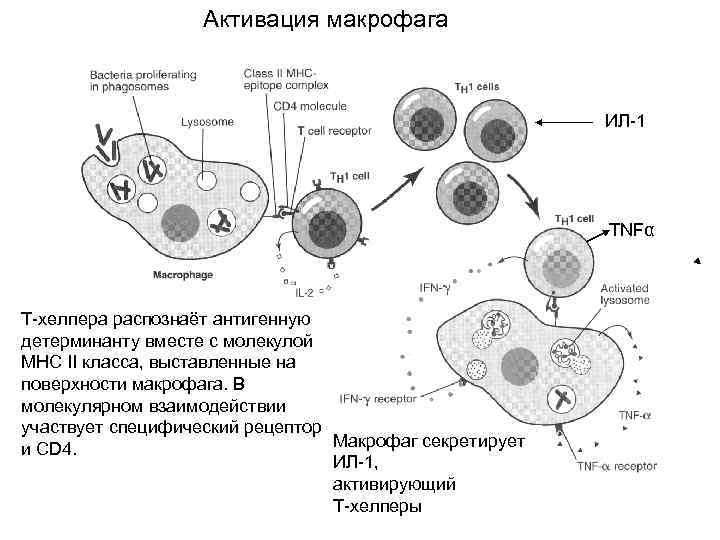     Активация макрофага      ИЛ-1  