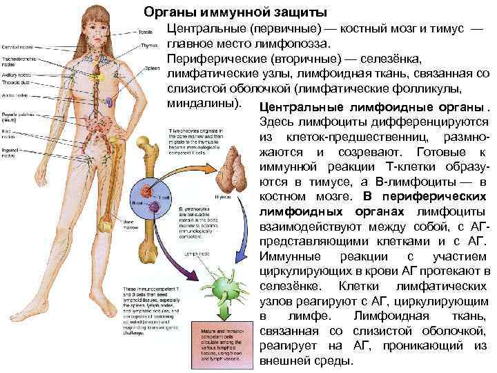 Лимфоидная ткань органы. Схема лимфоидной системы человека иммунология. Периферические органы иммунной системы строение и функции. Костный мозг и тимус иммунитет. Органы иммунной системы человека лимфатический узел.