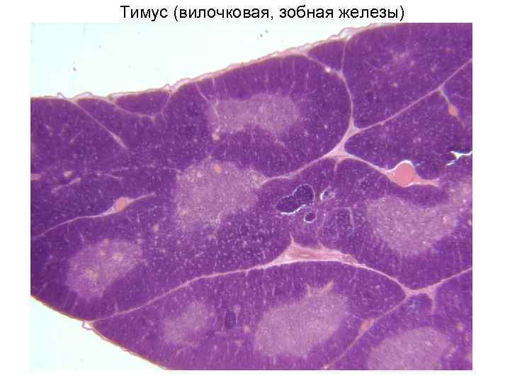 Тимус рисунок препарата