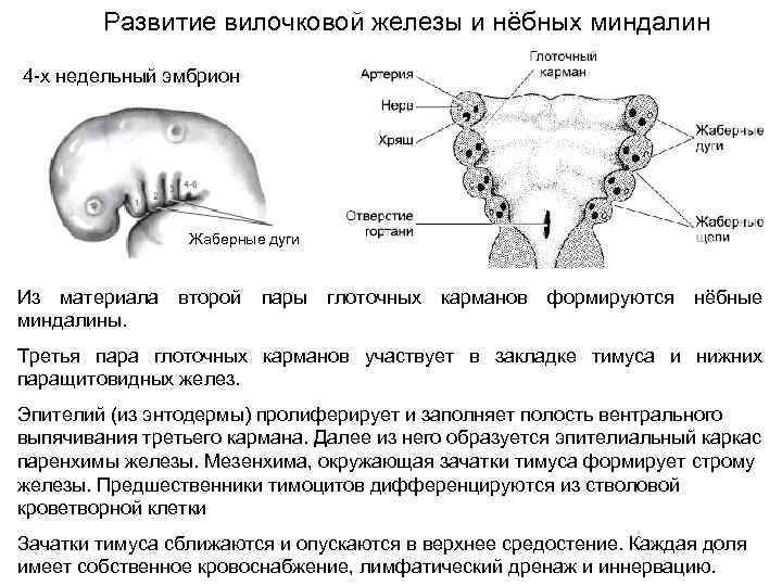   Развитие вилочковой железы и нёбных миндалин 4 -х недельный эмбрион  