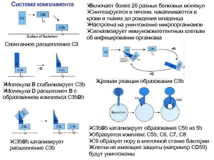 Система комплемента иммунология презентация