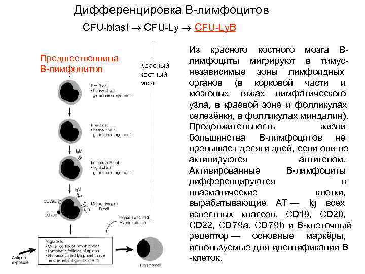 Процесс дифференцировки