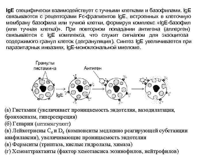 Ig. E специфически взаимодействует с тучными клетками и базофилами. Ig. E связываются с рецепторами