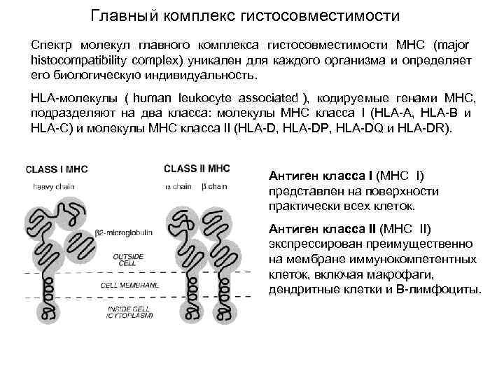 Главный комплекс гистосовместимости презентация