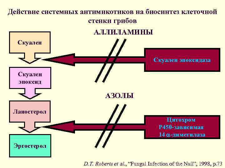 Действие системных антимикотиков на биосинтез клеточной     стенки грибов  