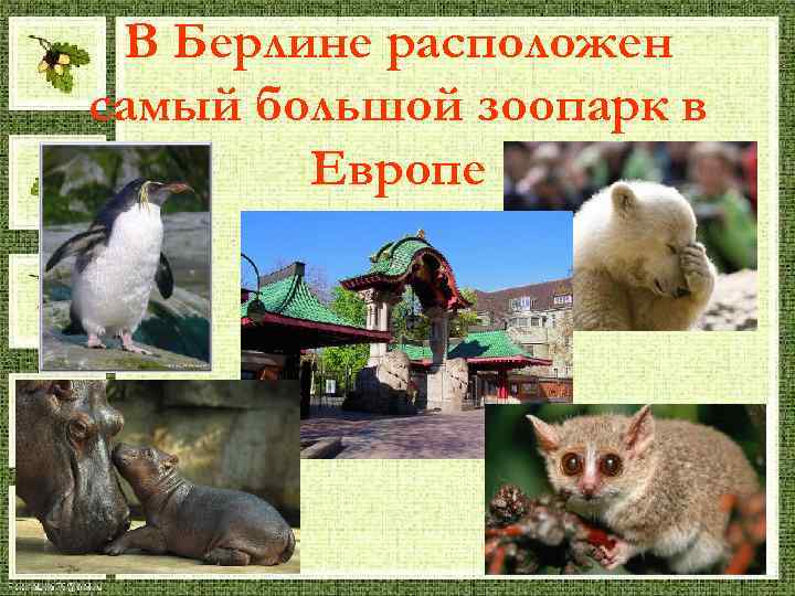  В Берлине расположен самый большой зоопарк в   Европе 