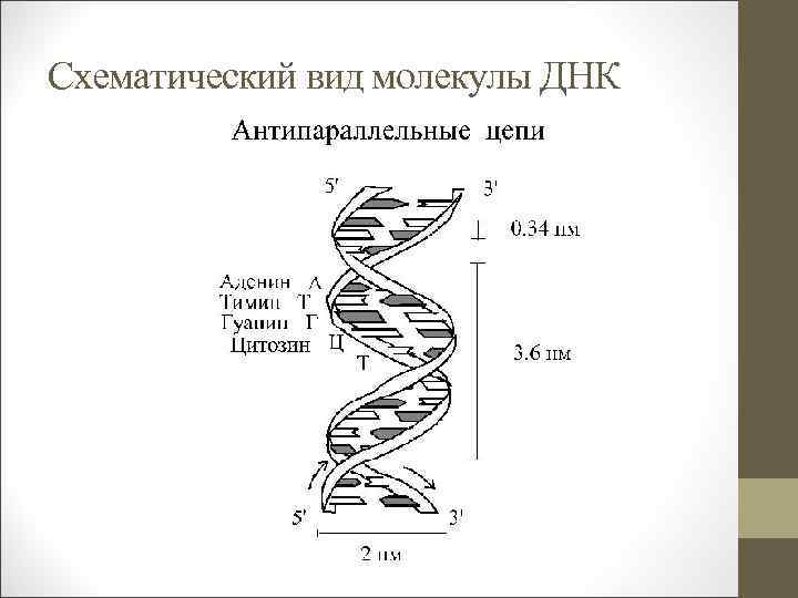 Схематический вид молекулы ДНК 