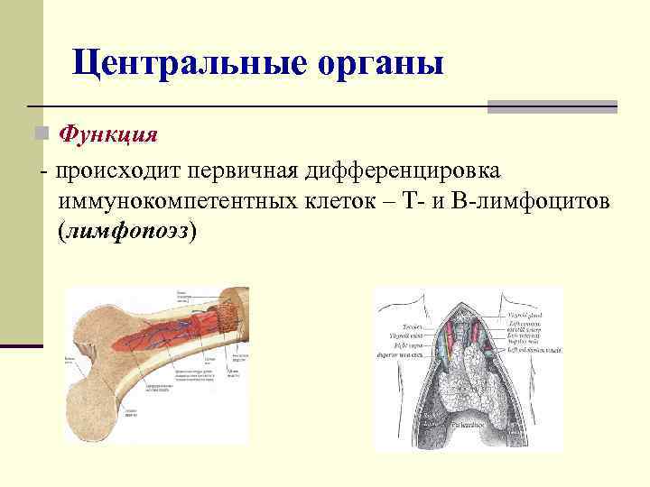  Центральные органы n Функция - происходит первичная дифференцировка  иммунокомпетентных клеток – Т-