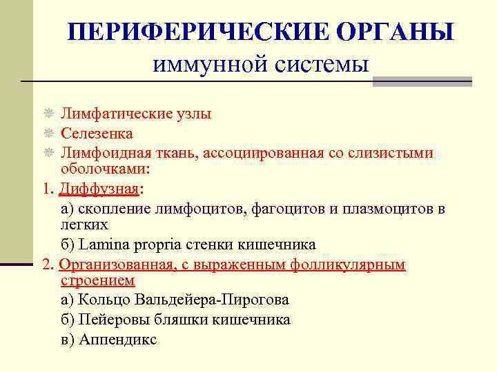   ПЕРИФЕРИЧЕСКИЕ ОРГАНЫ   иммунной системы ¯ Лимфатические узлы ¯ Селезенка ¯