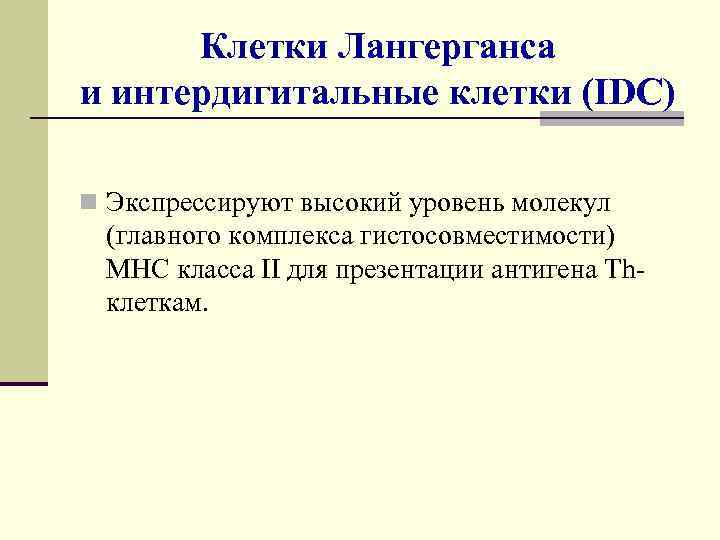  Клетки Лангерганса и интердигитальные клетки (IDC) n Экспрессируют высокий уровень молекул (главного комплекса